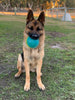 Winter Pet Care: Keep Your Furry Friends Warm and Cozy!