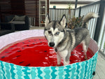 Charlie's - Portable Pet Pool - Watermelon - Extra Large-Large-Medium