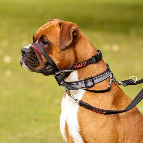 Company of Animals - Halti - Optifit Headcollar - Large-Medium-Small