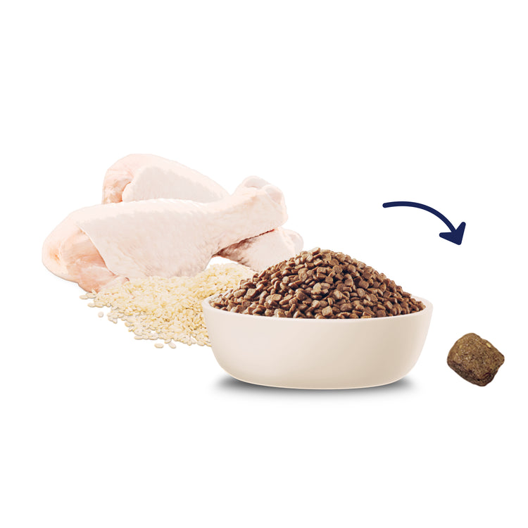 Advance - Kitten -Dry Food Chicken with Rice - 20kg-6kg-3kg