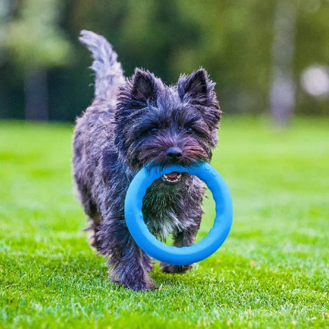 PitchDog - Fetch Ring - Blue - 30cm-20cm