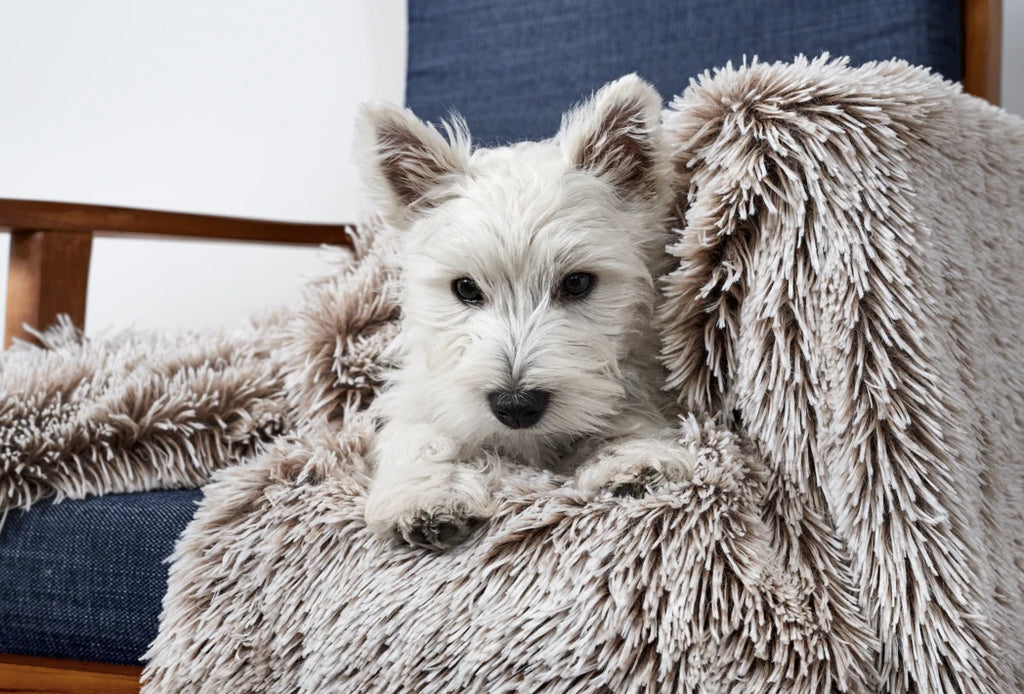 Snooza - Calming Cuddler Blanket - Mink Latte - Large-Small
