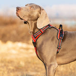 TrueLove  No Pull Harness Red L